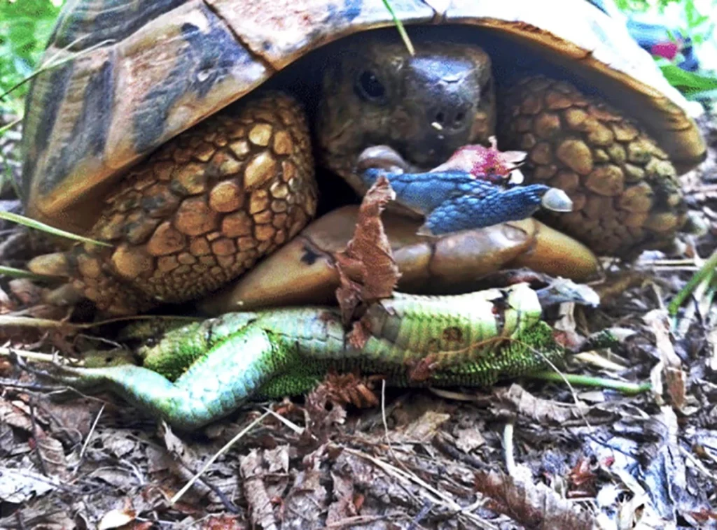 Dietary Requirements of Harman Tortoise