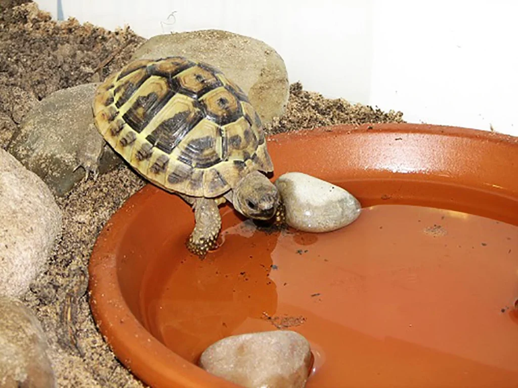 Hermann tortoise diet